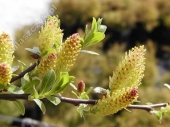 Salix cottetii '' 